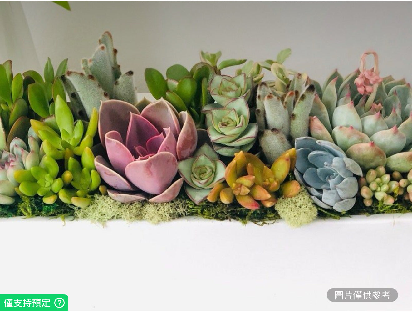 12英吋時尚活體多肉植物