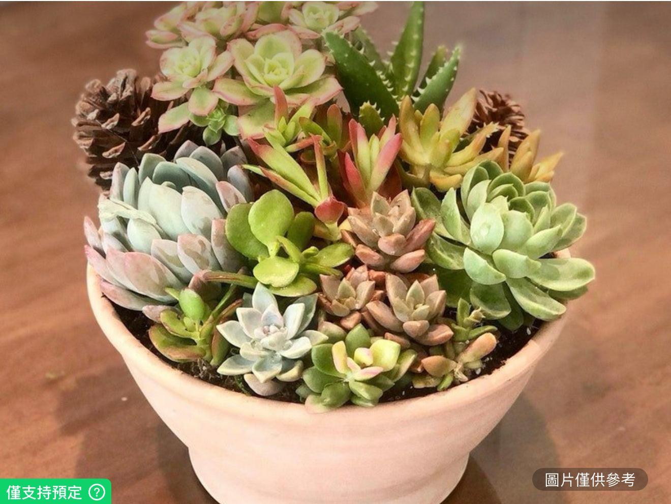 天然多肉植物花園