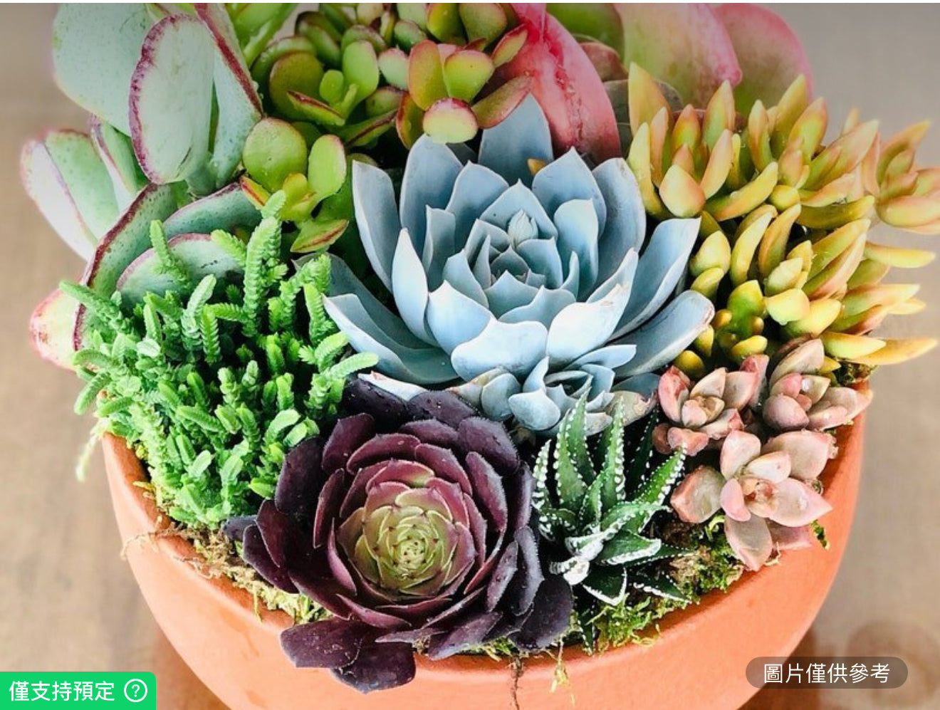 秋色多肉植物花園