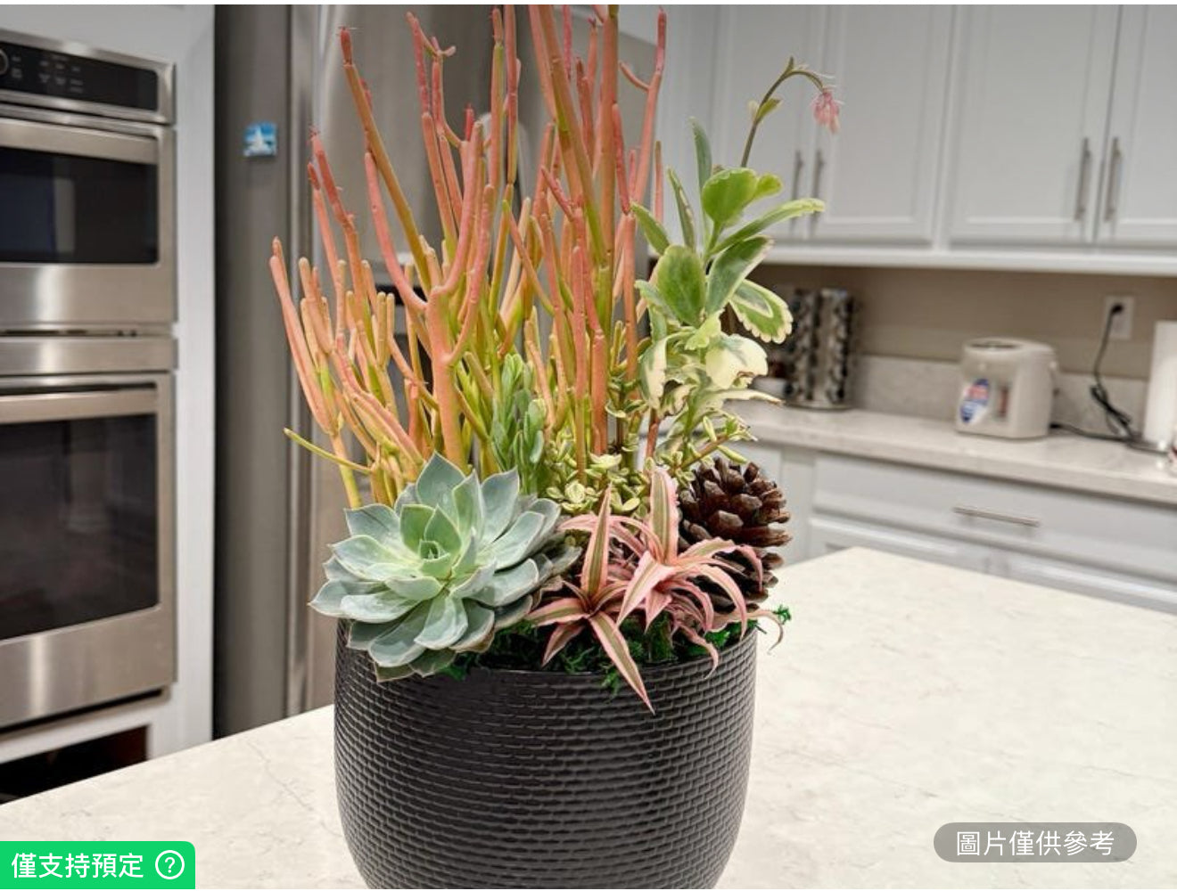 時尚活體多肉植物和火棒