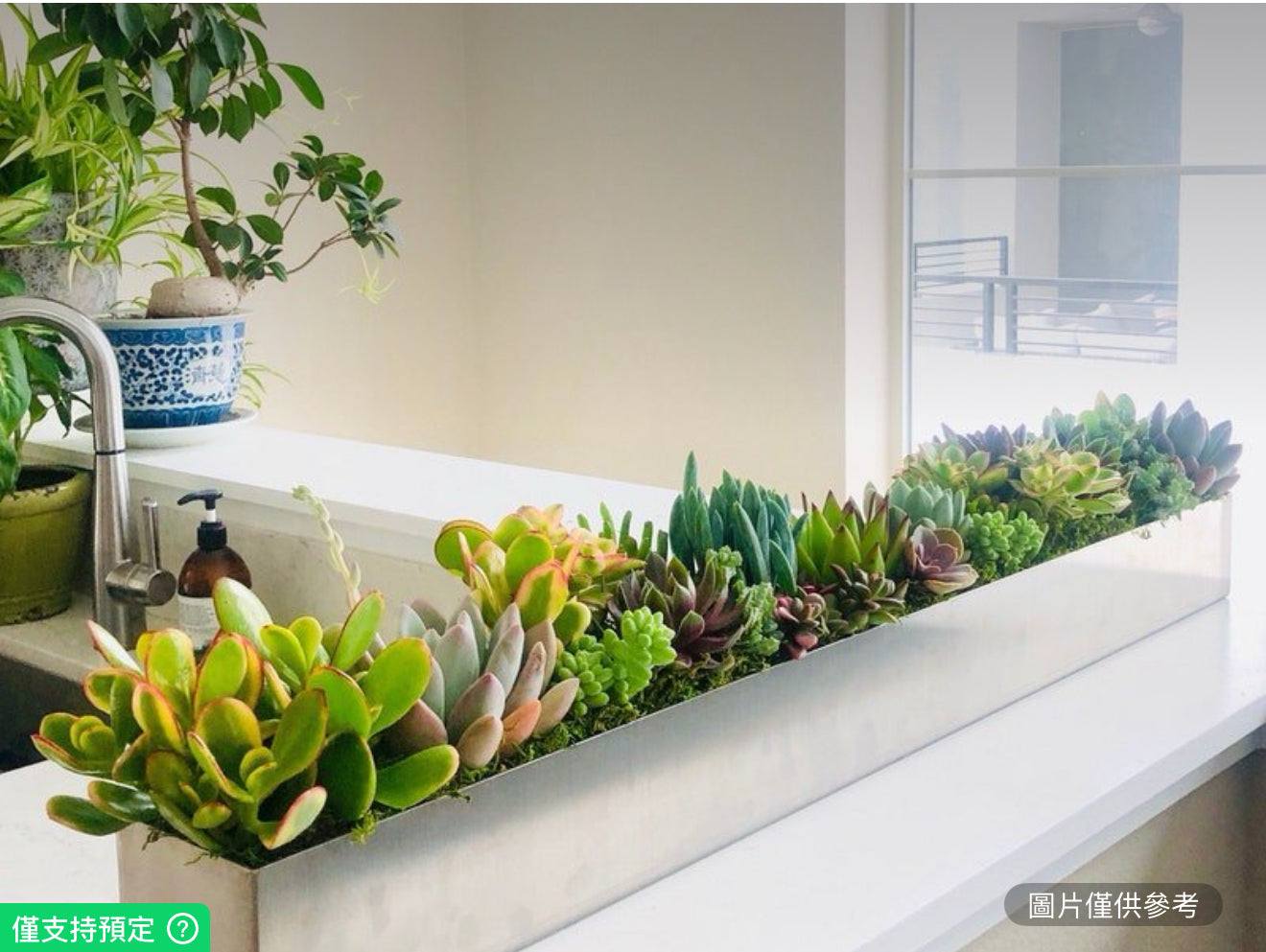 32英吋鮮活多肉植物