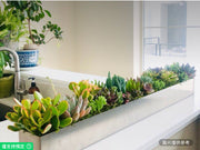 32英吋鮮活多肉植物
