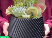 時尚多肉植物和仙人掌