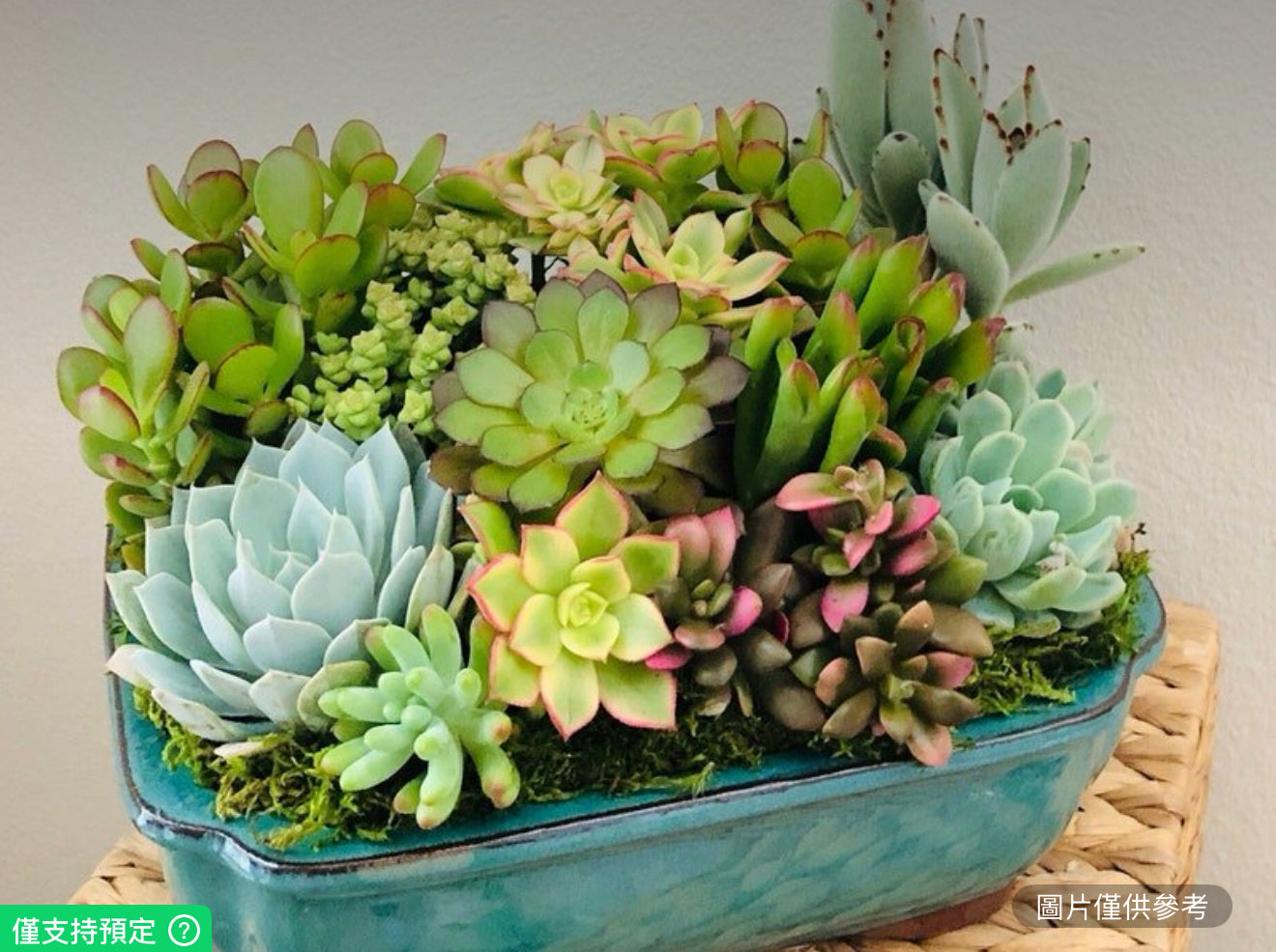 大型活體多肉植物