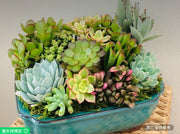 大型活體多肉植物