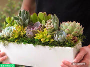 12英吋經典白色陶瓷花盆