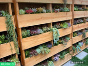 鮮活多肉植物牆飾 48英吋X40英吋木質托盤