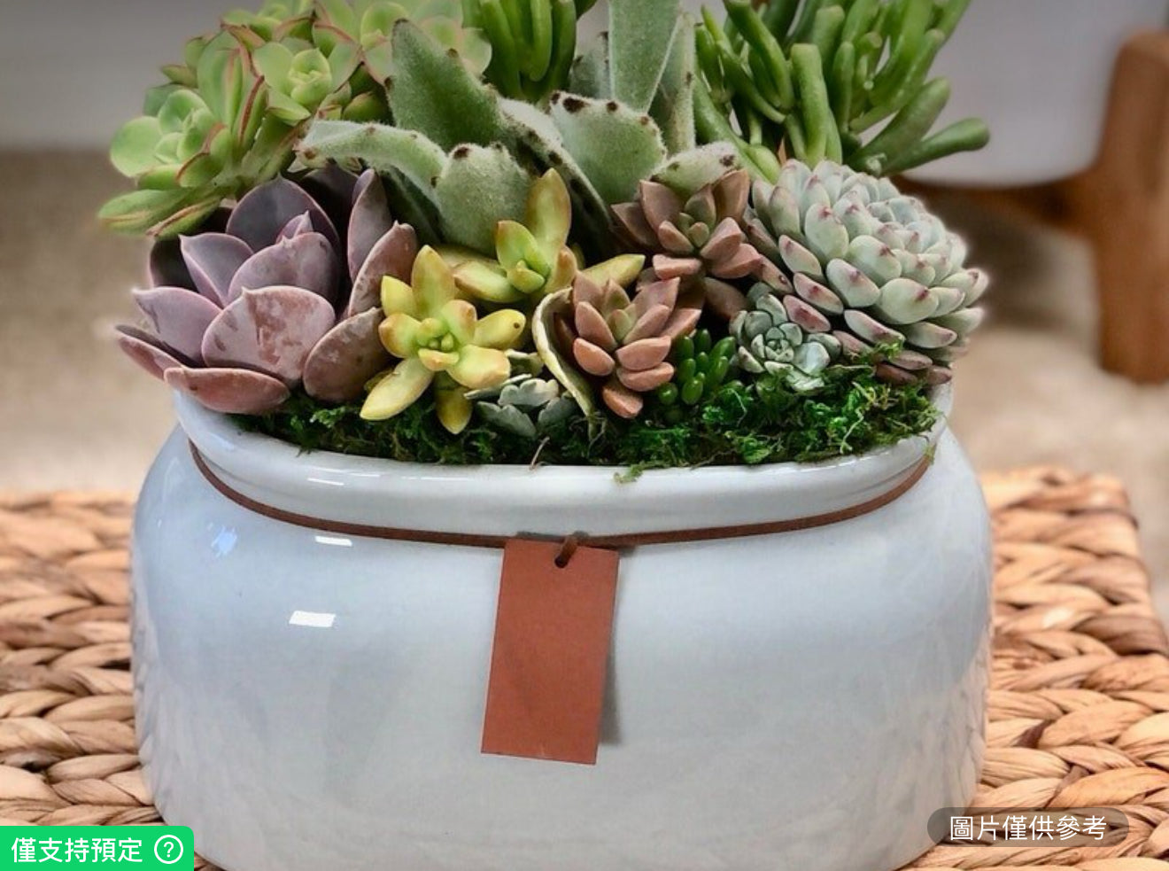 橢圓形活體多肉植物