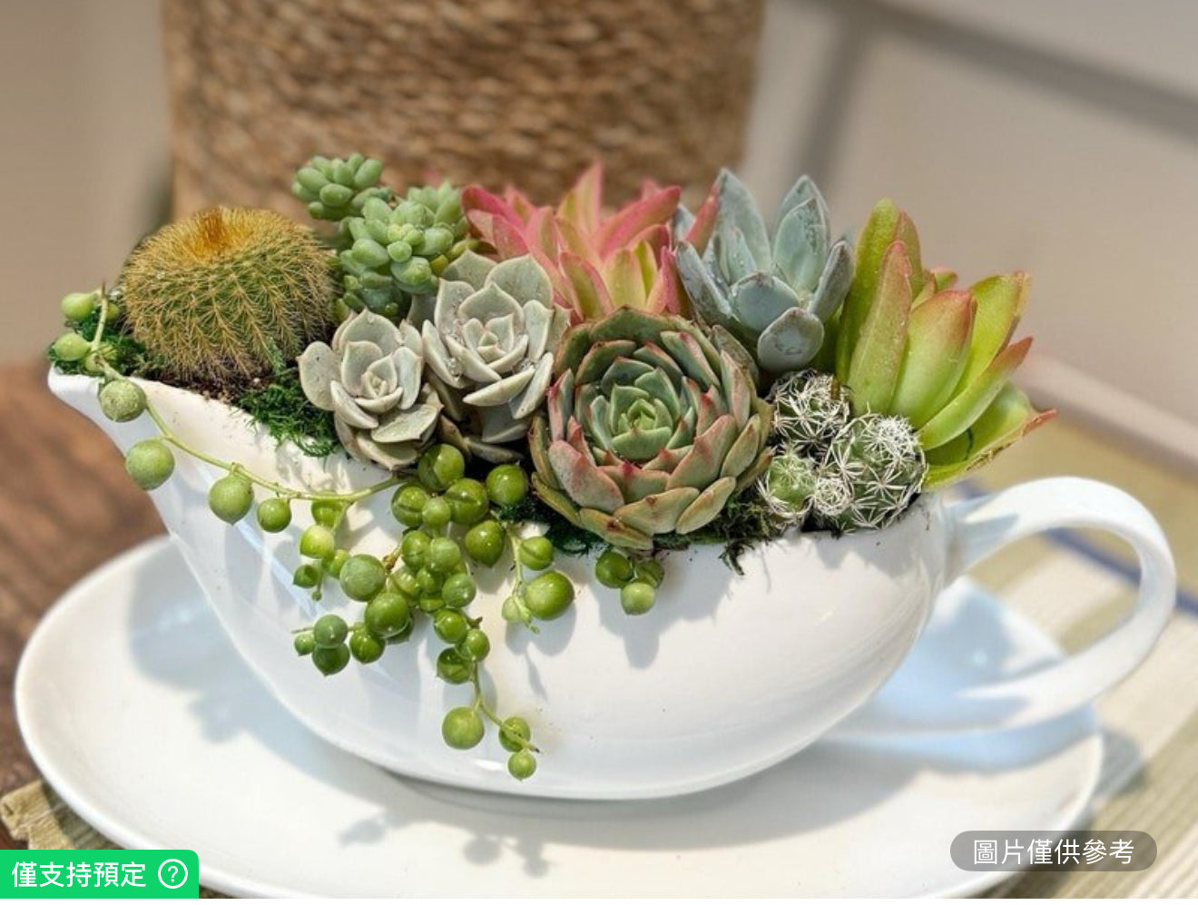 彩色鮮活多肉植物