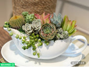 彩色鮮活多肉植物