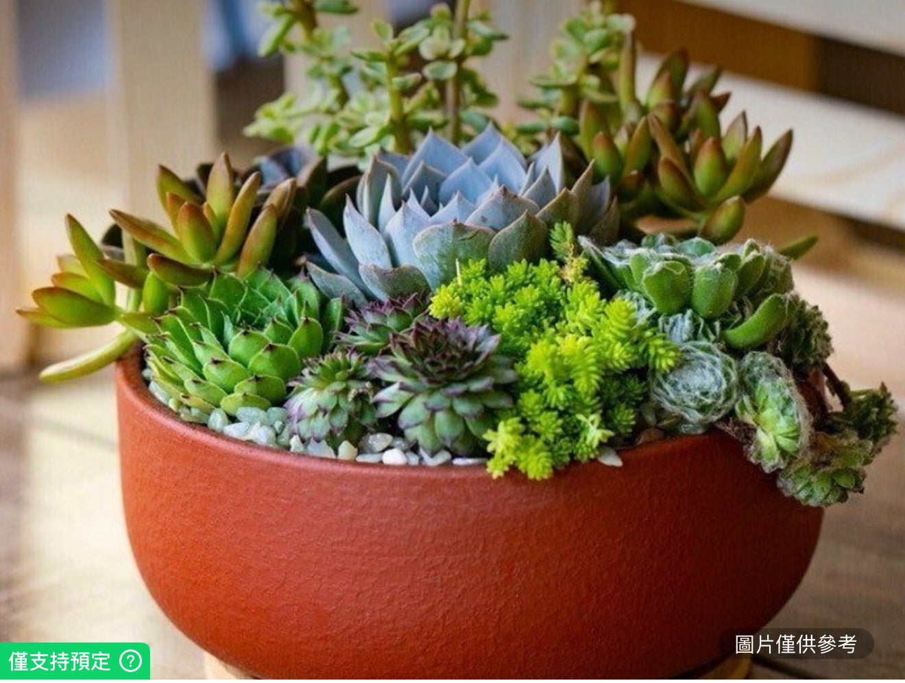 活體多肉植物花園