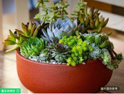 活體多肉植物花園