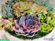 為媽媽準備的優雅粉色多肉植物