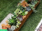 超長36英吋活體多肉植物