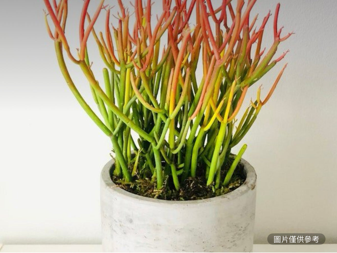 水泥花盆的活火棒多肉植物