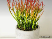 水泥花盆的活火棒多肉植物