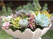 12英吋白色貝殼花盆