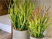 水泥花盆的活火棒多肉植物