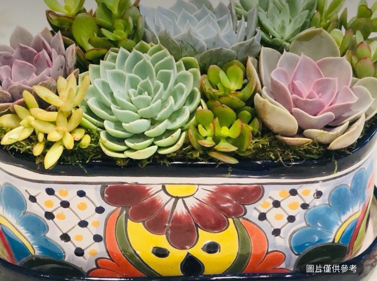 迷人的塔拉維拉陶瓷12英吋橢圓形花盆