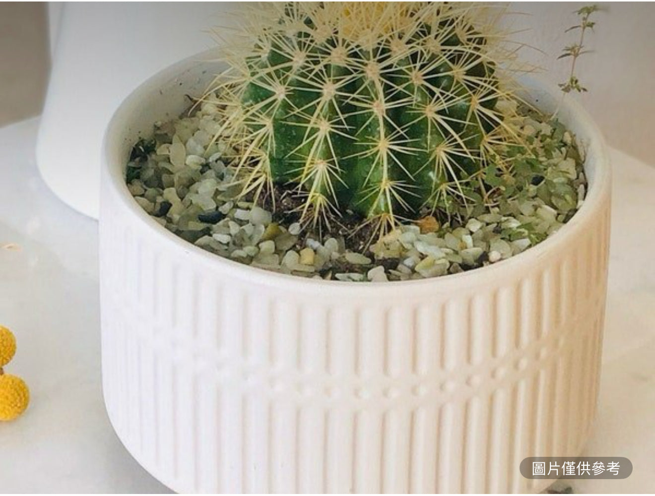 8英吋白腳花盆的活體金桶仙人掌