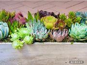 白色漂洗木盆超大型多肉組合