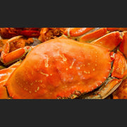 珍寶蟹 （冰凍）1隻